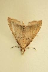 Diplopseustis perieresalis