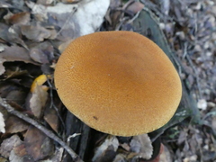 Cortinarius castoreus