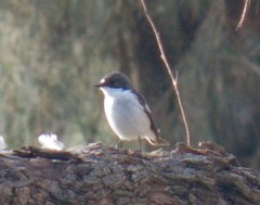 Ficedula hypoleuca hypoleuca