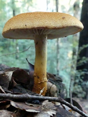 Cortinarius castoreus