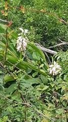 Alpinia nutans