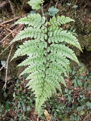 Athyrium tripinnatum