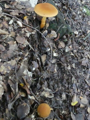 Cortinarius castoreus