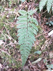 Athyrium nigripes