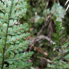 Athyrium nigripes