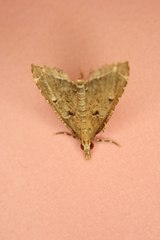 Diplopseustis perieresalis