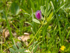 Vicia sativa nigra