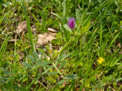 Vicia sativa nigra