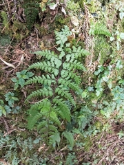 Athyrium tripinnatum