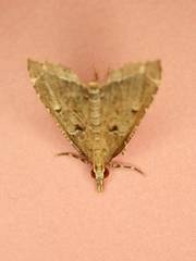 Diplopseustis perieresalis