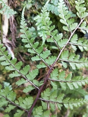 Athyrium tripinnatum