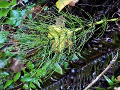 Equisetum telmateia