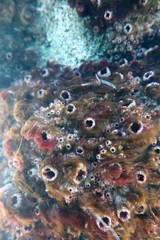 Pyura doppelgangera
