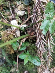 Athyrium tripinnatum