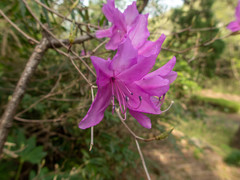 Rhododendron dilatatum dilatatum