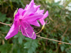 Rhododendron dilatatum dilatatum
