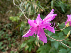 Rhododendron dilatatum dilatatum