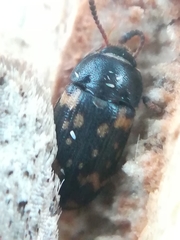 Mycetophagus atomarius