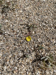 Camissoniopsis pallida