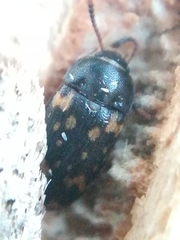 Mycetophagus atomarius