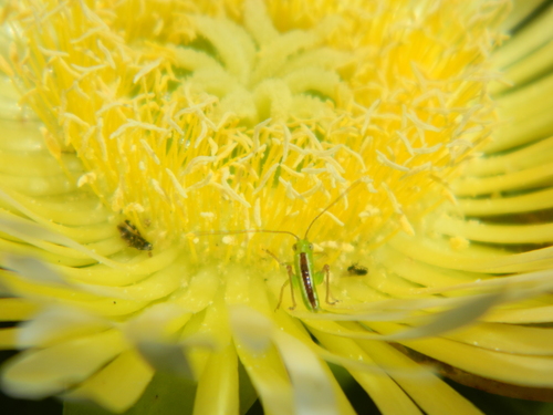 Carpobrotus edulis