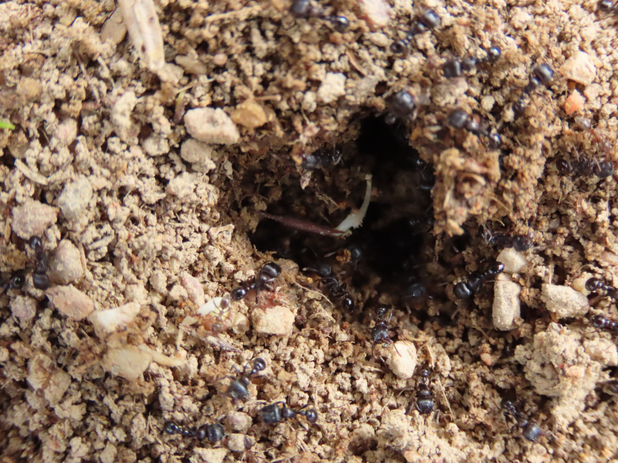 Tetramorium solidum