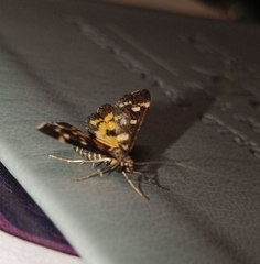 Diathrausta ochreipennis