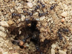 Tetramorium solidum