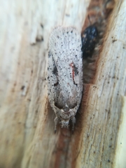 Agonopterix ocellana