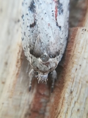 Agonopterix ocellana