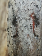 Agonopterix ocellana