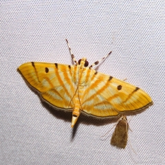 Notarcha aurolinealis