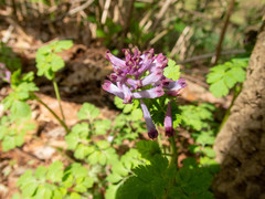 Corydalis incisa