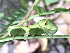 Papilio xuthus