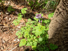 Corydalis incisa