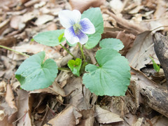 Viola sororia priceana