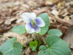 Viola sororia priceana