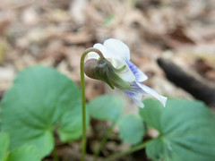 Viola sororia priceana