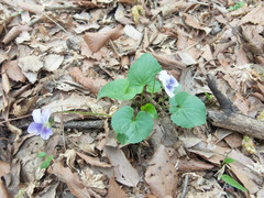 Viola sororia priceana