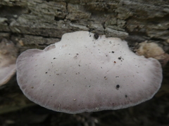 Rhodofomitopsis feei