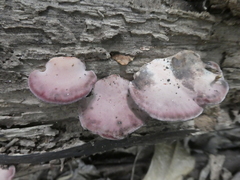 Rhodofomitopsis feei