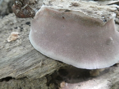 Rhodofomitopsis feei