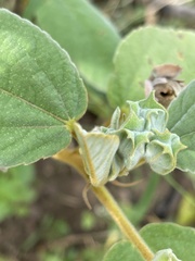 Melhania forbesii