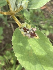 Melhania forbesii
