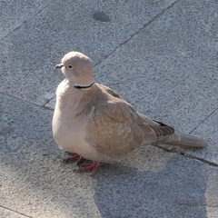 Streptopelia decaocto