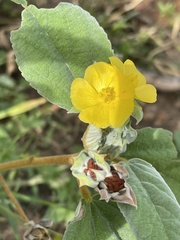 Melhania forbesii