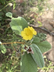 Melhania forbesii