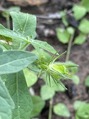 Hibiscus palmatus
