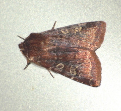 Cerastis leucographa