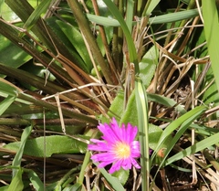 Delosperma sutherlandii